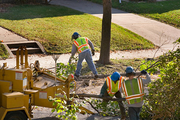 The Steps Involved in Our Tree Care Process in Clayton, AL